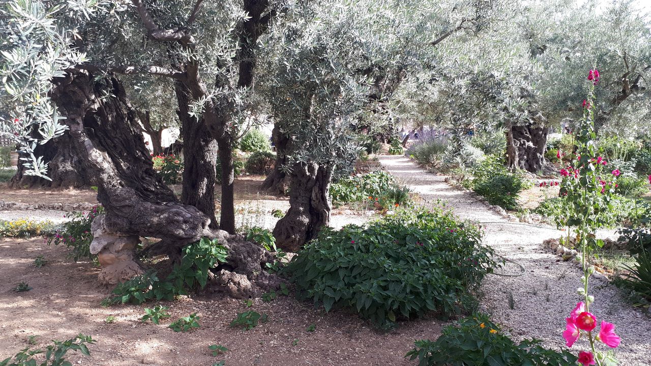 alte_olivenbäume_garten_gethsemane | Pfarrgemeinde Atting-Rain